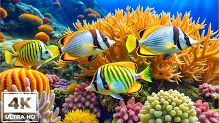 Under Red Sea 4K - Beautiful Coral Reef Fish in Aquarium, Sea Animals for Relaxation - 4K UHD #5