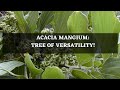 Acacia Mangium Tree Of Versatility