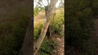 Method of grafting cashew branches with regular mangoes.