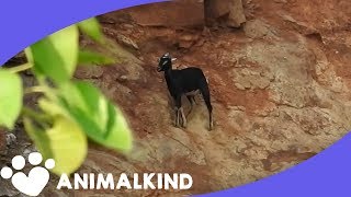 Goat stranded for days on side of mountain