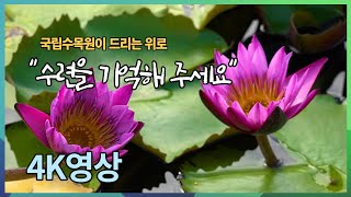 [광릉숲.4K영상] 수련이 전하는 위로