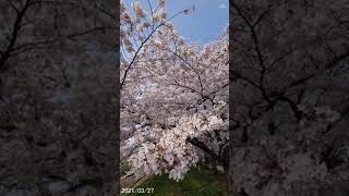 埼玉県新座市黒目川沿いの桜（2021年3月27日撮影）