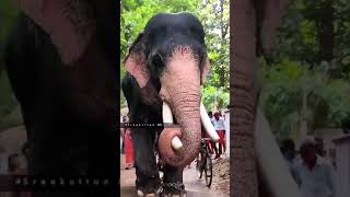 ഗജരാജ വൈഡൂര്യം മംഗലാംകുന്ന് അയ്യപ്പൻ...😍 #aana #aanapremi #elephant #shorts