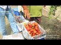 বাণিজ্যিক আনার জাত চারা উৎপাদন ও হারভেষ্ট pomegranate plants in bangladesh