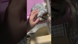 撫でられて嬉しそうなチンチラ#チンチラ #chinchilla #pets #petvideos #小動物 #cute #music #piano