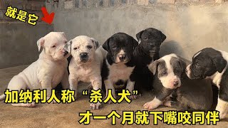 加纳利人幼犬真是厉害，才一个月就下嘴咬同伴，长大肯定不好惹