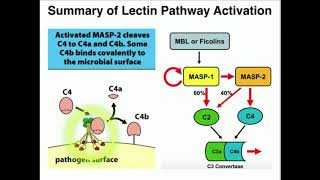 Alternative Pathway of Complement Activation