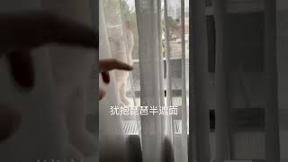 犹抱琵琶半遮面的英国佬哈～ #喵星人 #猫咪日常 #英短 #萌宠 #猫咪