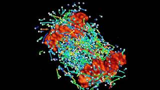 Lattice Light Sheet Microscopy: Division of a HeLa Cell