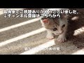 生後4週間の子猫をトイレトレーニングのためにサークルに入れてみたら…