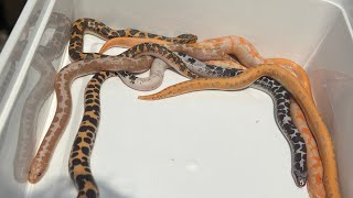 Rare sand boa morph collection!