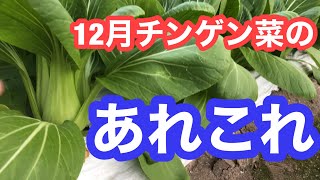 12月チンゲン菜圃場の様子