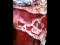 LADY GAGA MEAT DRESS by Nancy Tromm