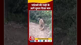 पर्यटकों की गाड़ी के आगे घूमता दिखा बाघ #shortvideo #viralvideo #aajtakdigital #wildlifenews #aajtak