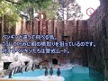 ペンギンのふりをして餌を狙う謎の生物が動物園に出現