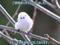 ペンギンのふりをして餌を狙う謎の生物が動物園に出現