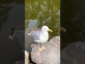 Seagull on the rock by the pond from up close with the sound of the bird chirping