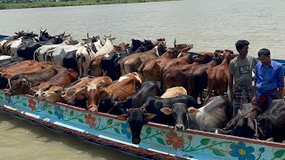 Cow unloading, cow videos,cow video,big cow,goru hamba cow,Gabtoli,Paragram[Ep -74](Kurbani Eid2022)
