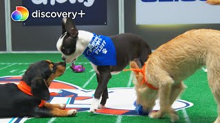 The Best Penalty & Pep Talk Moments From Puppy Bowl XVII | discovery+