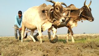 खेतों को जोतता हुआ किसान !! बैलों बाला हल चलाता हुआ किसान! बैलगाड़ी