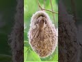 chinese penduline tit build a love nest and the couple take turns to build a love nest ❤️