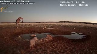 NamibiaCam: Giraffe at waterhole with warthog