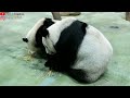 圓寶回味竹竿 撿了一小段有硬結結的啃 卡卡的 吐了渣後續啃 cute giant panda yuan bao 圆宝 圓圓 圆圆 貓熊 大熊貓