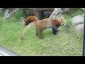 20210616 上野動物園　レッサーパンダ　じゃれ合う母娘