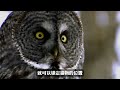 top 10 scariest owls fierce looks ”owl in house” omen of death