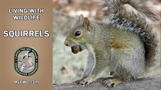 Living With Wildlife: Squirrels