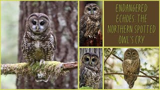 Northern Spotted Owl Sounds (1,000 views and I’ll subscribe to everyone who commented!)