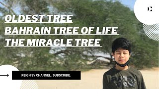 OLDEST TREE | BAHRAIN TREE OF LIFE | MIRACLE TREE IN BAHRAIN