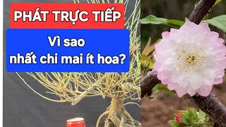 PHÁT TRỰC TIẾP: Vì sao nhất chi mai ít hoa