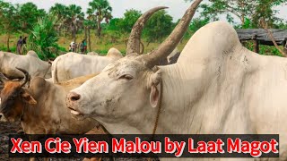 Xen Cie Yien Malou By Laat Magot