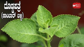 Doddapathre | Sambar Balli |ದೊಡ್ಡಪತ್ರೆ । ಸಾಂಬಾರ್ ಬಳ್ಳಿ । Mexican Mint | Indian Borage Plant | Nature