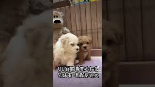 貝貝寵物專業犬舍-瑪爾泰迪犬 兄妹黨