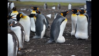 Animal | 两支企鹅部队相遇后两只跟错了队伍|After the two penguin troops met and greeting two followed the wrong team.