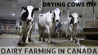 Drying off Cows on a Dairy Farm