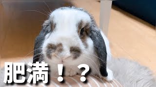 【うさぎ飼育】病院で運動不足による肥満と診断されたウサギさん