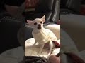 funny dog ep 36 animals short funny