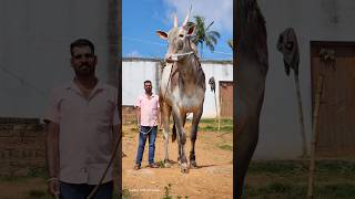 Beautiful Hallikar Bulls #halikar #hallikarbulls #bigbulls #bulls #beautiful #love