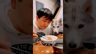 【大型犬の多頭飼い】飼い主のご飯を狙うハスキー #シベリアンハスキー #shorts