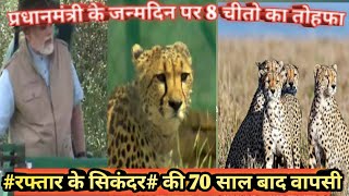 @70 साल बाद चीतो की दोबारl वापसी#History of #Cheetah #Kingofspeed returns#pmmodi birthday #zemtv