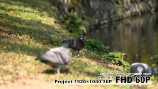 Panasonic DMC-GH4 AUTO FOCUS TEST UltraHD(4K) vs FullHD