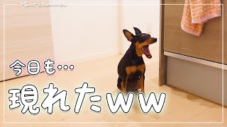 飼い主が何かを食べると必ず現れる犬が可愛いｗｗ【ミニチュアピンシャー】【ミニピン】【Dog】