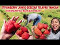 PANEN SEMUA STRAWBERRY YG UKURANNYA JUMBO XXL🤩