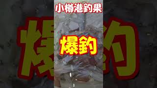 北海道　小樽　釣り　マメイカ　ジンドウイカ　ヒイカ　釣果　＃shorts #fishing #小樽