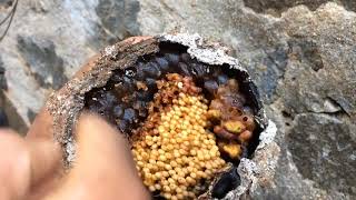 Stingless bee trap by coconut shell 🐝