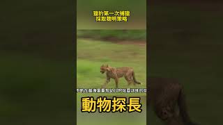 獵豹姊妹第一次獨自求生捕獵，她們採取了一種聰明的策略#動物世界 #獵豹 #羚羊