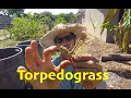 Get rid of torpedograss